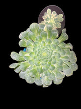 Load image into Gallery viewer, Aeonium tabuliforme Variegata — The Plate Plant'
