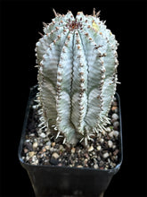 Load image into Gallery viewer, Euphorbia polygona ‘Zig Zag'
