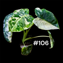 Load image into Gallery viewer, Alocasia micholitziana Frydek Variegated