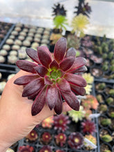 Load image into Gallery viewer, Aeonium Peacock
