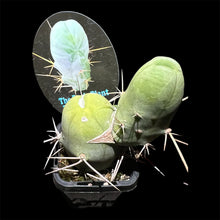Load image into Gallery viewer, Trichocereus bridgesii monstrose
'The Penis Cactus"