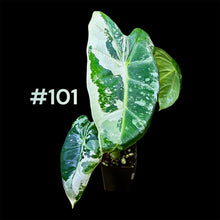 Load image into Gallery viewer, Alocasia micholitziana Frydek Variegated