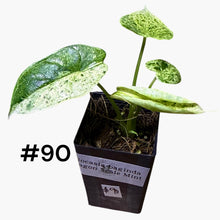 Load image into Gallery viewer, Alocasia baginda Dragon Scale Mint