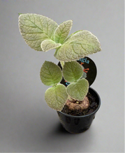 Load image into Gallery viewer, Sinningia Crushed Velvet