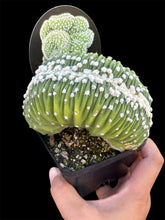 Load image into Gallery viewer, Echinopsis subdenudata Cristata