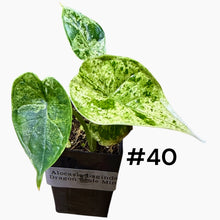 Load image into Gallery viewer, Alocasia baginda Dragon Scale Mint