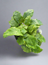 Load image into Gallery viewer, Goeppertia kegeljanii aka Calathea Musaica