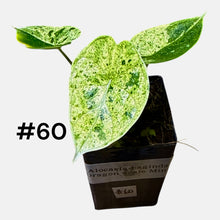 Load image into Gallery viewer, Alocasia baginda Dragon Scale Mint