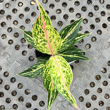 Load image into Gallery viewer, Aglaonema commutatum Pink Butterfly
