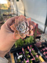 Load image into Gallery viewer, Graptoveria Coconut Ice