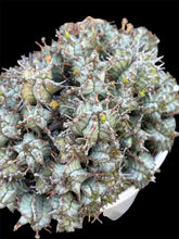 Load image into Gallery viewer, Euphorbia horrida var. Nova