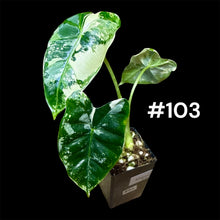 Load image into Gallery viewer, Alocasia micholitziana Frydek Variegated