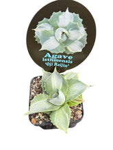 Load image into Gallery viewer, Agave isthmensis 'Oji Raijin Shiro Nakafu'