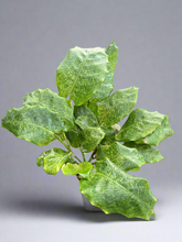 Load image into Gallery viewer, Goeppertia kegeljanii aka Calathea Musaica