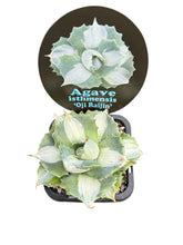 Load image into Gallery viewer, Agave isthmensis 'Oji Raijin Shiro Nakafu'