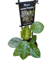 Load image into Gallery viewer, Hoya Freckles