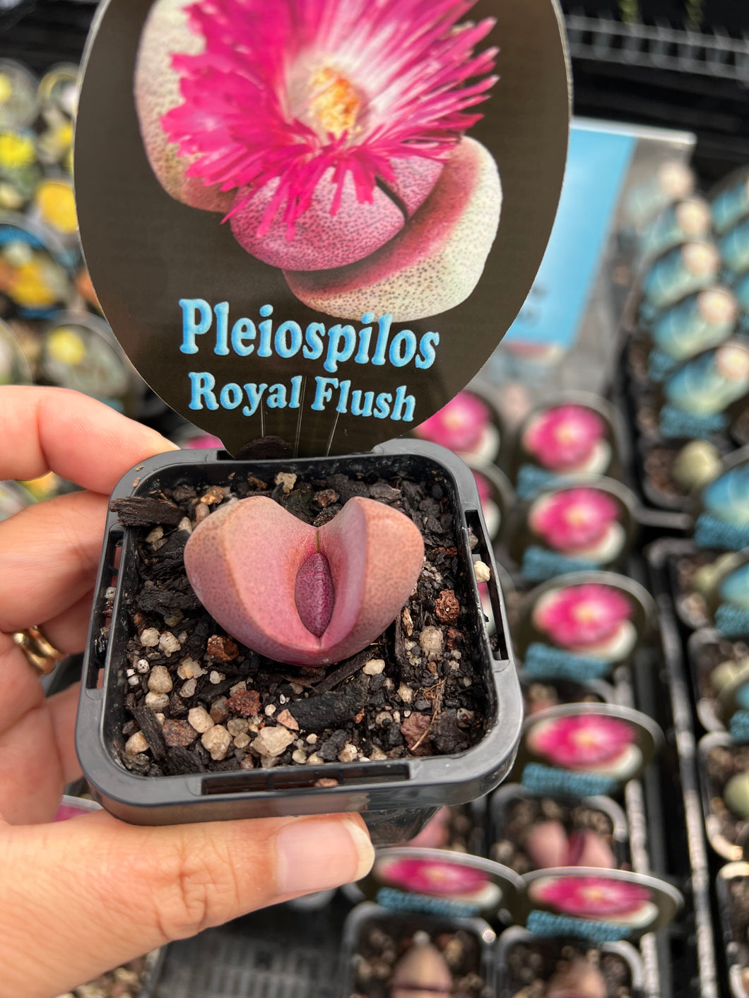Pleisopilis Royal Flush