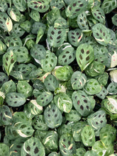 Load image into Gallery viewer, Maranta leuconeura kerchoveana variegated
