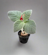 Load image into Gallery viewer, Sinningia Crushed Velvet