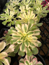 Load image into Gallery viewer, Aeonium arboreum cv variegata
