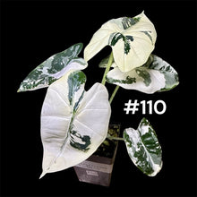 Load image into Gallery viewer, Alocasia micholitziana Frydek Variegated