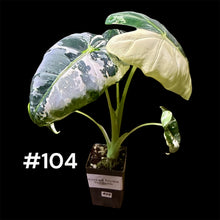 Load image into Gallery viewer, Alocasia micholitziana Frydek Variegated
