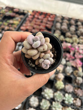 Load image into Gallery viewer, Graptopetalum Lavender Pebbles
