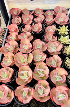Load image into Gallery viewer, Echeveria Fire and Ice
