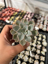 Load image into Gallery viewer, Graptoveria Coconut Ice