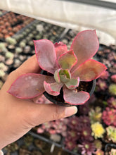 Load image into Gallery viewer, Echeveria Afterglow
