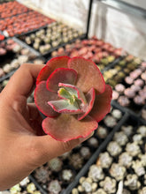 Load image into Gallery viewer, Echeveria Fire and Ice
