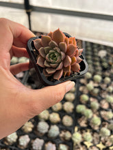 Load image into Gallery viewer, Echeveria Parks Pop Candy
