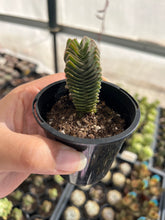 Load image into Gallery viewer, Crassula Buddha&#39;s Temple
