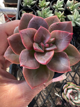 Load image into Gallery viewer, Echeveria Chroma
