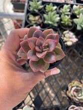 Load image into Gallery viewer, Echeveria Chroma
