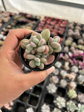 Load image into Gallery viewer, Graptopetalum Lavender Pebbles
