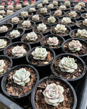 Load image into Gallery viewer, Echeveria Elegans x Lola Wholesale Pack
