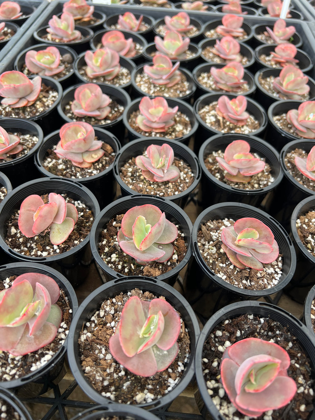 Echeveria Fire and Ice Wholesale Pack