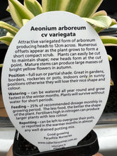 Load image into Gallery viewer, Aeonium arboreum cv variegata
