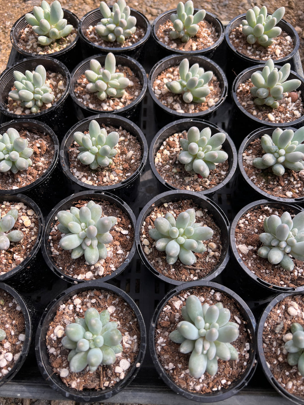 Pachyphytum Baby Finger Wholesale Pack