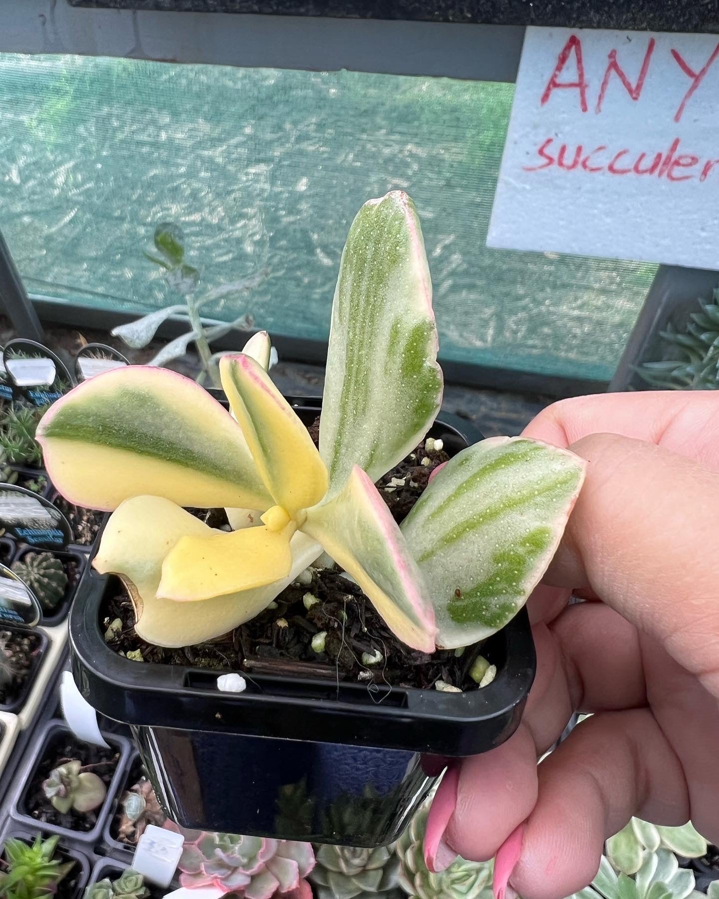 succuler Crassula ovata variegata – Sugarloaf Greenery