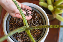 Load image into Gallery viewer, We The Wild Support