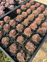 Load image into Gallery viewer, Echeveria Parks Pop Candy
