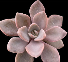 Load image into Gallery viewer, Graptoveria Debbie