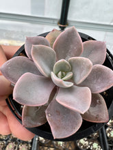 Load image into Gallery viewer, Graptoveria Debbie