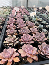 Load image into Gallery viewer, Graptoveria Debbie