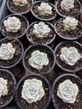 Load image into Gallery viewer, Echeveria Elegans x Lola Wholesale Pack
