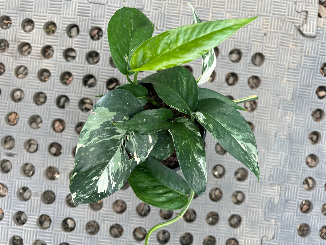 Epipremnum pinnatum variegata - Dragon Tail Variegated