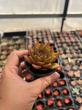 Load image into Gallery viewer, Echeveria sp Hybrid
