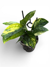 Load image into Gallery viewer, Monstera Karstenianum Peru Variegata
